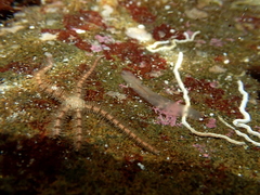 Ophiothrix caespitosa