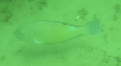 Choerodon schoenleinii