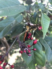Coleoptera