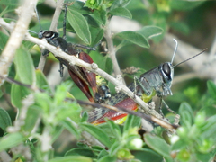 Heteracris calliptamoides