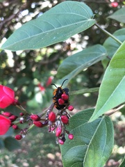 Coleoptera