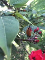 Coleoptera