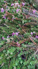Phlox nivalis