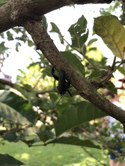 Coreidae
