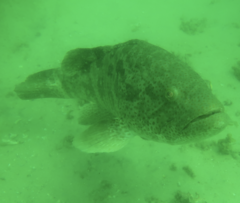 Epinephelus coioides