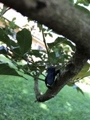 Coreidae