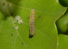 Agonopterix subpropinquella