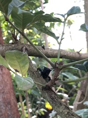 Coreidae