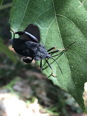 Coreidae