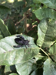 Coreidae