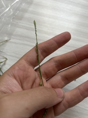 Setaria jubiflora