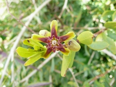 Periploca laevigata