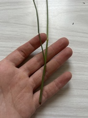 Setaria jubiflora