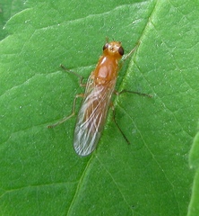 Psila