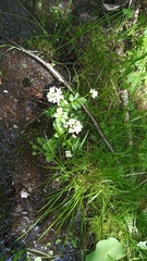 Cardamine amara