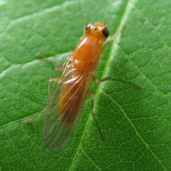 Psila