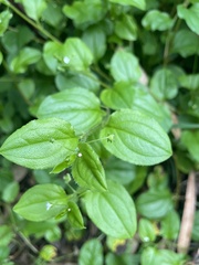 Hackelia latifolia