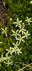 Stackhousia pulvinaris
