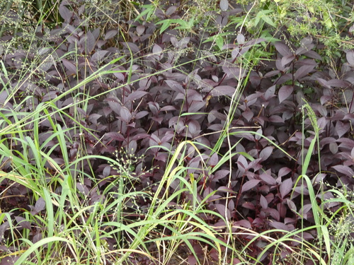 Alternanthera brasiliana