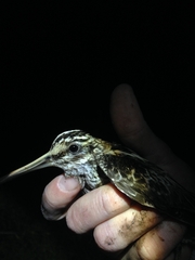 Lymnocryptes minimus