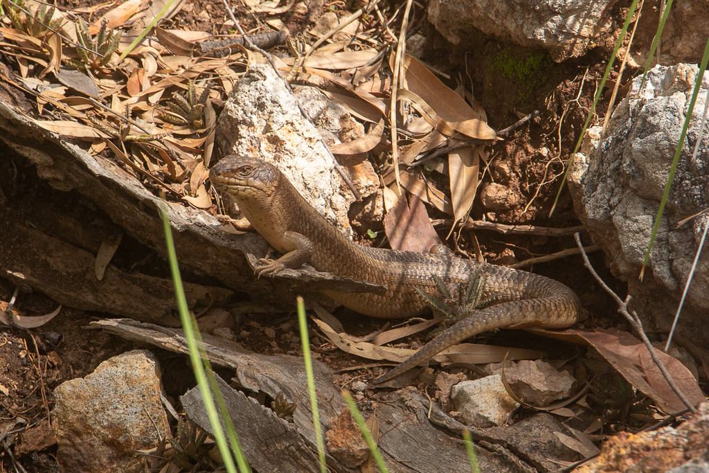 Yakka Skink