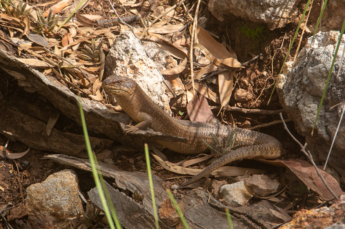 Yakka Skink, Egernia rugosa