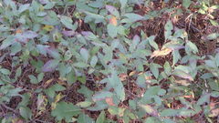 Gaylussacia