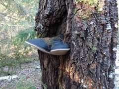 Phellinus populicola