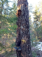 Phellinus populicola