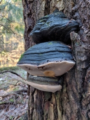 Phellinus populicola
