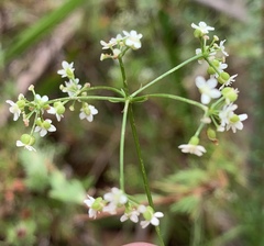 Platysace heterophylla heterophylla
