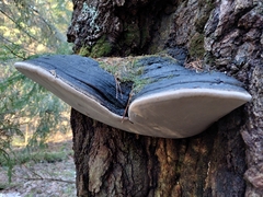 Phellinus populicola