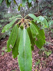 Daphniphyllum himalaense