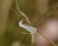 Agriphila straminella