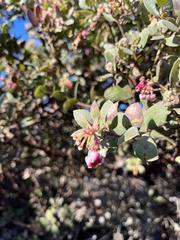 Arctostaphylos morroensis