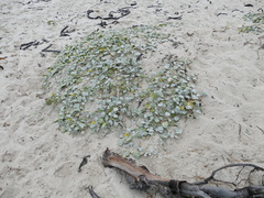 Arctotheca populifolia