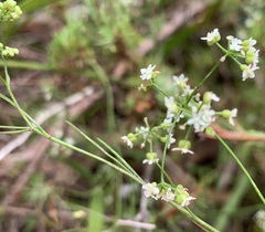 Platysace heterophylla heterophylla