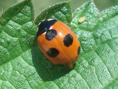 Coccinella magnifica