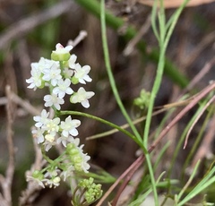 Platysace heterophylla heterophylla