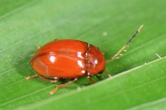 Ptilodactylidae
