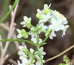 Platysace heterophylla heterophylla