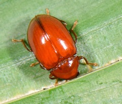 Ptilodactylidae