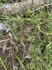 Platysace heterophylla heterophylla