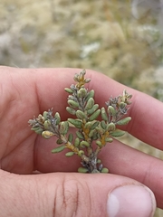 Olearia cymbifolia