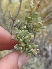 Olearia cymbifolia