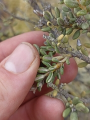 Olearia cymbifolia
