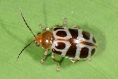 Exora olivacea
