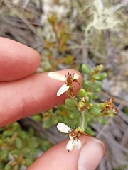 Olearia cymbifolia