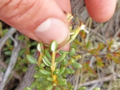 Olearia cymbifolia