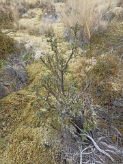 Olearia cymbifolia